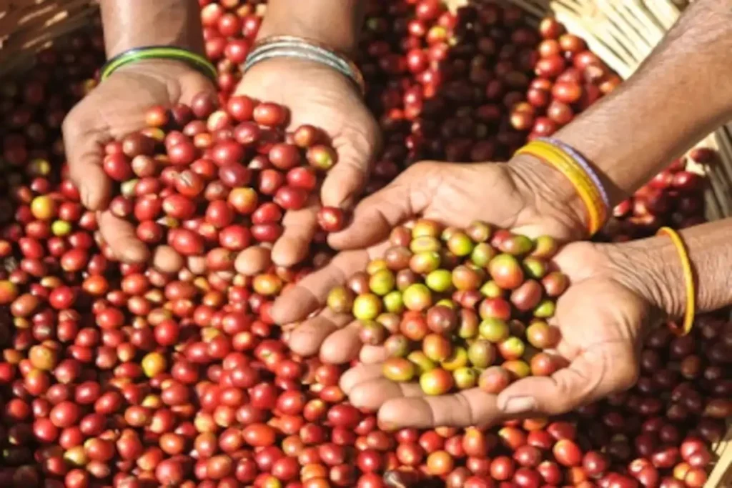 Araku Valley organic coffee